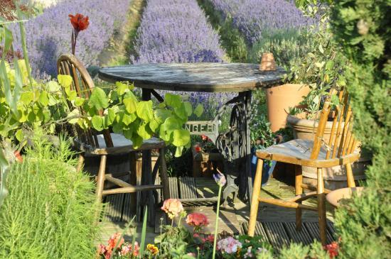 New Forest Lavender Tearooms