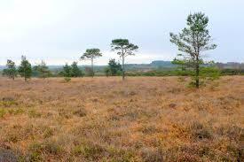 Holt Heath National Nature Reserve