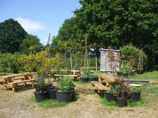 Trehane Blueberry PYO